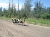 Tocht van 1000 km van Calgary naar Edmonton